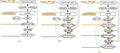 Accurate Reconstruction of Viral Genomes in Human Cells from Short Reads using Iterative Refinement