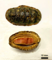 Chromosome-level Genome Assembly of the Common Chiton, Liolophura japonica (Lischke, 1873)