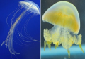 Jellyfish Genomes Reveal Distinct Homeobox Gene Clusters and Conservation of Small RNA Processing