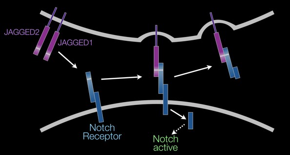 Jagged Notch Signaling | Alagille Syndrome 2